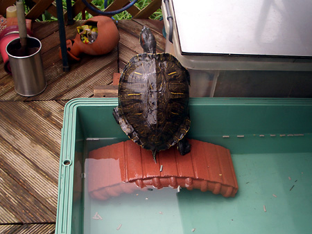 猫、チンチラ・来夢、来喜、ミドリガメ・マックス、コロタン