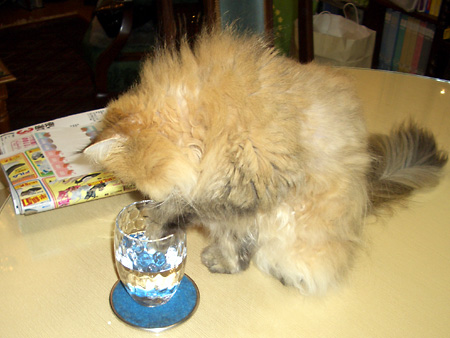 猫、チンチラ・来夢、来喜、ミドリガメ・マックス、コロタン