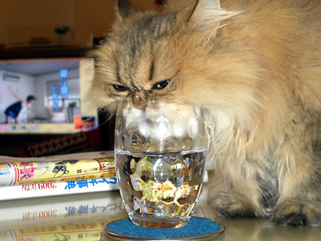 猫、チンチラ・来夢、来喜、ミドリガメ・マックス、コロタン