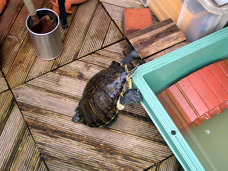 猫、チンチラ・来夢、来喜、ミドリガメ・マックス、コロタン