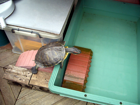 猫、チンチラ・来夢、来喜、ミドリガメ・マックス、コロタン