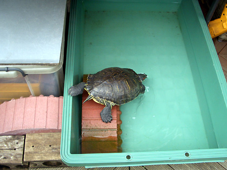 猫、チンチラ・来夢、来喜、ミドリガメ・マックス、コロタン