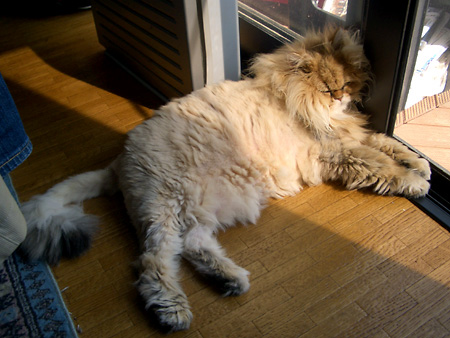 猫、チンチラ・来夢、来喜、ミドリガメ・マックス、コロタン