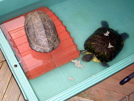 猫、チンチラ・来夢、来喜、ミドリガメ・マックス、コロタン