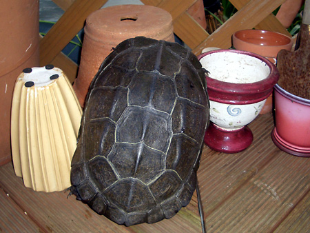 猫、チンチラ・来夢、来喜、ミドリガメ・マックス、コロタン