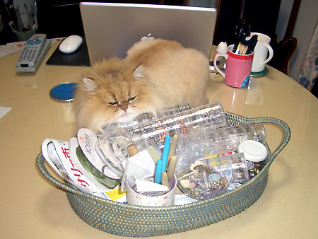 猫、チンチラ・来夢、来喜、ミドリガメ・マックス、コロタン