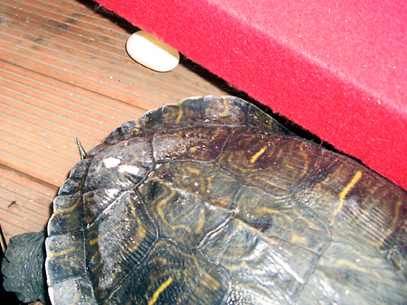 猫、チンチラ・来夢、来喜、ミドリガメ・マックス、コロタン