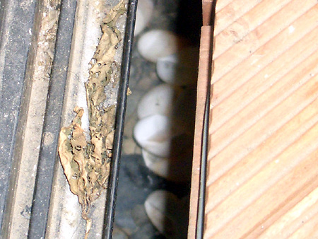 猫、チンチラ・来夢、来喜、ミドリガメ・マックス、コロタン