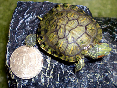 猫, チンチラ・ゴールデン, 来夢, 来喜