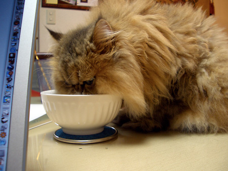 猫、チンチラ・来夢、来喜、ミドリガメ・マックス、コロタン