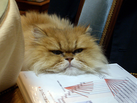 猫、チンチラ・来夢、来喜、ミドリガメ・マックス、コロタン