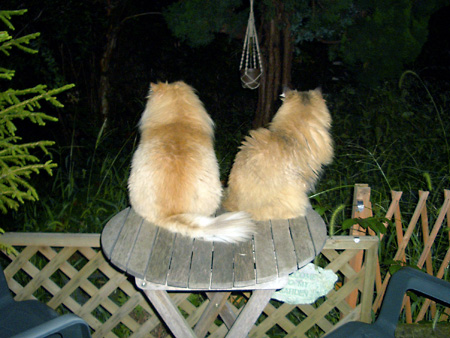 猫、チンチラ・来夢、来喜、ミドリガメ・マックス、コロタン