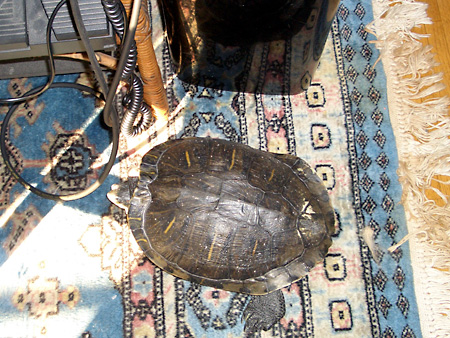 猫、チンチラ・来夢、来喜、ミドリガメ・マックス、コロタン