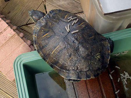 猫、チンチラ・来夢、来喜、ミドリガメ・マックス、コロタン