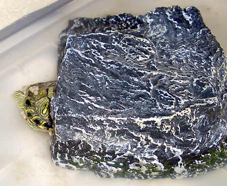 猫, チンチラ・ゴールデン, 来夢, 来喜