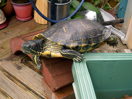 猫、チンチラ・来夢、来喜、ミドリガメ・マックス、コロタン