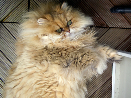 猫、チンチラ・来夢、来喜、ミドリガメ・マックス、コロタン