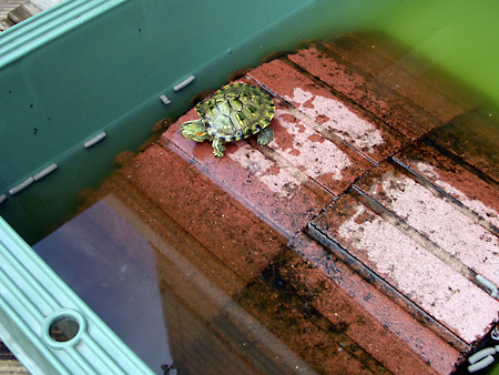 猫、チンチラ・来夢、来喜、ミドリガメ・マックス、コロタン