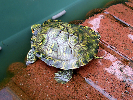 猫、チンチラ・来夢、来喜、ミドリガメ・マックス、コロタン