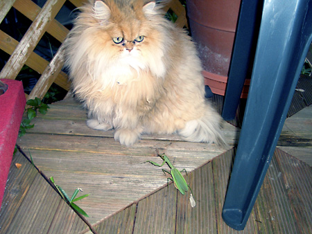 猫、チンチラ・来夢、来喜、ミドリガメ・マックス、コロタン