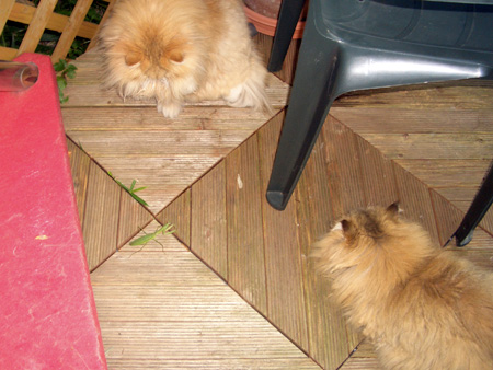 猫、チンチラ・来夢、来喜、ミドリガメ・マックス、コロタン