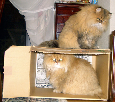 猫, チンチラ・ゴールデン, 来夢, 来喜