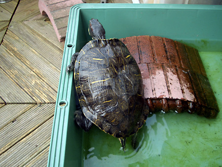 猫、チンチラ・来夢、来喜、ミドリガメ・マックス、コロタン