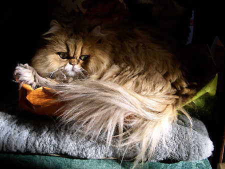 猫、チンチラ・来夢、来喜、ミドリガメ・マックス、コロタン