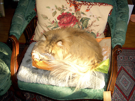 猫、チンチラ・来夢、来喜、ミドリガメ・マックス、コロタン