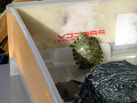 猫、チンチラ・来夢、来喜、ミドリガメ・マックス、コロタン