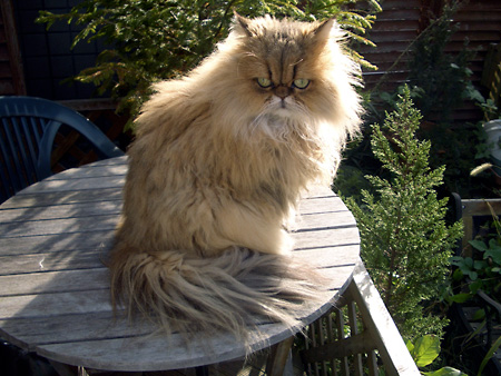 猫、チンチラ・来夢、来喜、ミドリガメ・マックス、コロタン