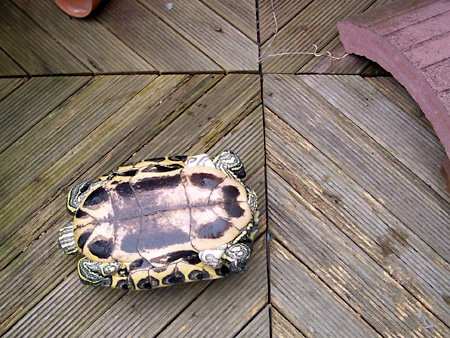 猫、チンチラ・来夢、来喜、ミドリガメ・マックス、コロタン