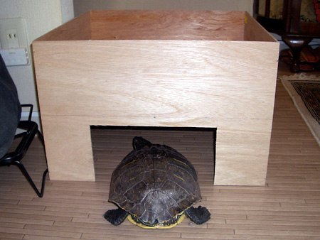 猫、チンチラ・来夢、来喜、ミドリガメ・マックス、コロタン