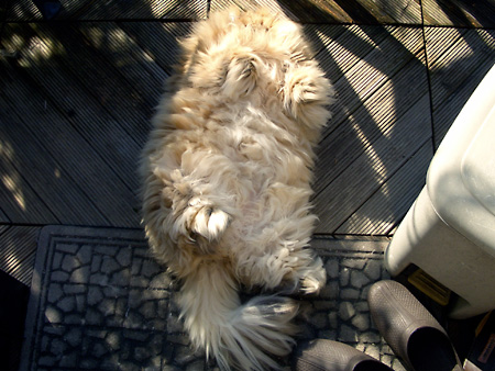 猫、チンチラ・来夢、来喜、ミドリガメ・マックス、コロタン