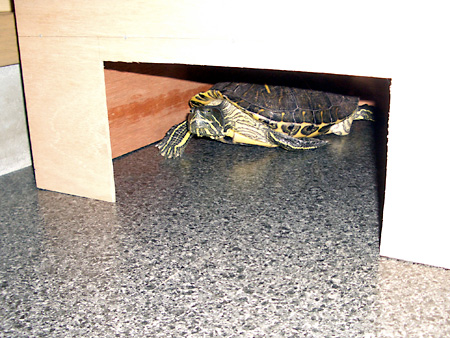 猫、チンチラ・来夢、来喜、ミドリガメ・マックス、コロタン