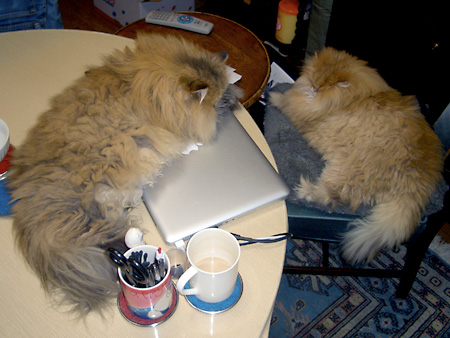 猫、チンチラ・来夢、来喜、ミドリガメ・マックス、コロタン