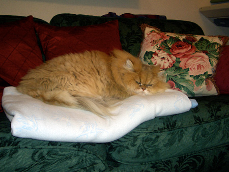 猫、チンチラ・来夢、来喜、ミドリガメ・マックス、コロタン