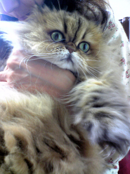 猫, チンチラ・ゴールデン, 来夢, 来喜