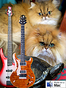 猫, チンチラ・ゴールデン, 来夢, 来喜