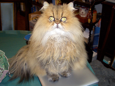 猫、チンチラ・来夢、来喜、ミドリガメ・マックス、コロタン