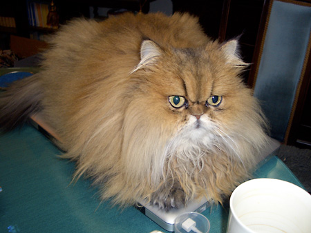 猫、チンチラ・来夢、来喜、ミドリガメ・マックス、コロタン