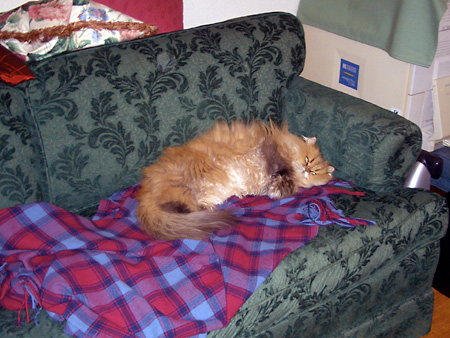 猫、チンチラ・来夢、来喜、ミドリガメ・マックス、コロタン