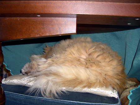 猫、チンチラ・来夢、来喜、ミドリガメ・マックス、コロタン