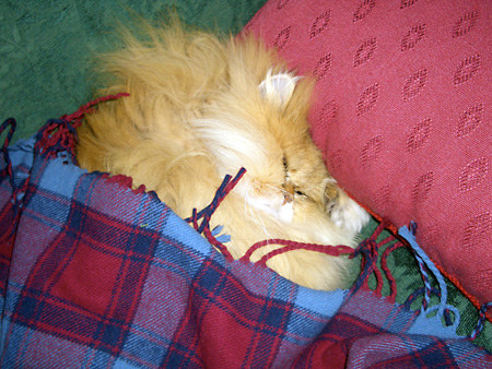 猫、チンチラ・来夢、来喜、ミドリガメ・マックス、コロタン