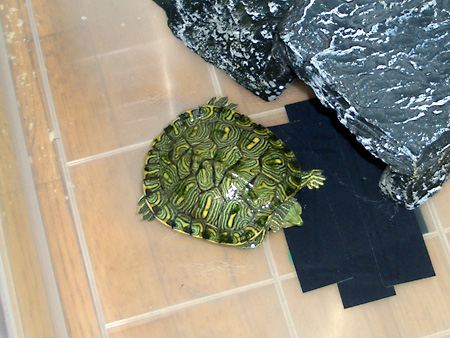 猫、チンチラ・来夢、来喜、ミドリガメ・マックス、コロタン