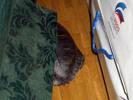 猫、チンチラ・来夢、来喜、ミドリガメ・マックス、コロタン