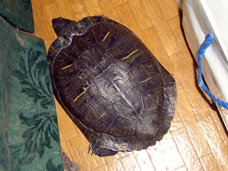 猫、チンチラ・来夢、来喜、ミドリガメ・マックス、コロタン