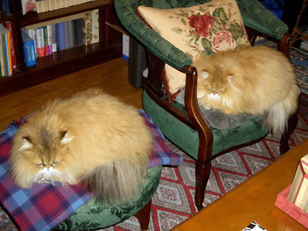 猫、チンチラ・来夢、来喜、ミドリガメ・マックス、コロタン