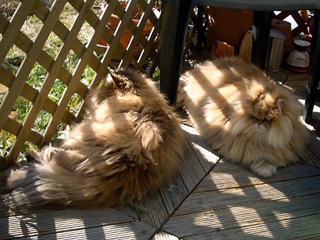 猫、チンチラ・来夢、来喜、ミドリガメ・マックス、コロタン