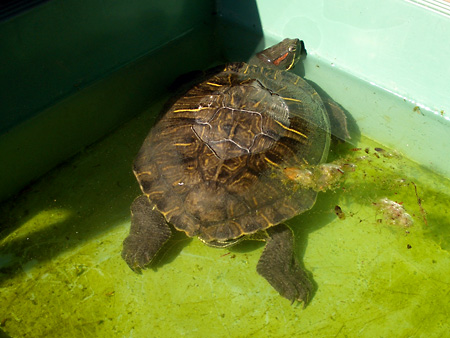 猫、チンチラ・来夢、来喜、ミドリガメ・マックス、コロタン